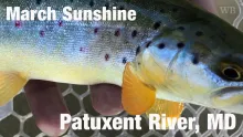 Video thumb for March Sunshine