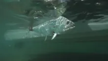 Video thumb for Predator - new teaser