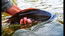 Video thumb for Fly fishing in Grayling Paradise