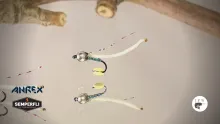 Video thumb for Wax Worm