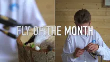 Video thumb for Pink Shrimp