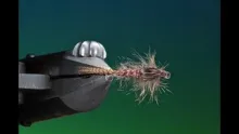 Video thumb for Scruffy Squirrel