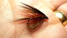 Video thumb for Fiery Brown Dabbler (Variant)