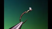 Video thumb for Quill Body Buzzer