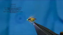 Video thumb for Jungle Cock Beetle