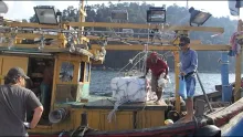 Video thumb for Fly Fishing Pulau Jarak and Sembilan Islands