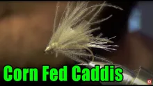 Video thumb for Corn Fed Caddis