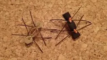 Video thumb for Chernobyl Ant