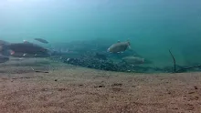 Video thumb for Steelhead in the Russian River