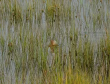 User submitted picture: Tail of a pretty decent s...