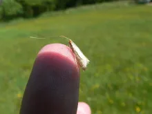 User submitted picture: gold fly and finger print