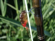 User submitted picture: Stephen from Wadeon.com ...