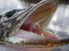 User submitted picture: Pike Mouth