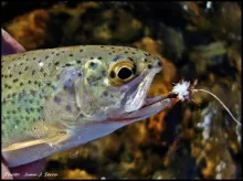 User submitted picture: Beauty