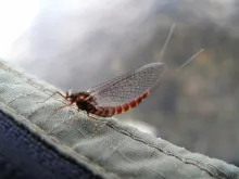 User submitted picture: Summer mayflies by www.gu...