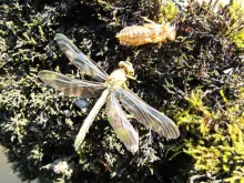 User submitted picture: Dragonfly and his exuviae...