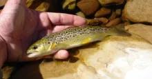 User submitted picture: lovely little brown from ...