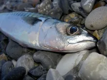 User submitted picture: late summer mackerel