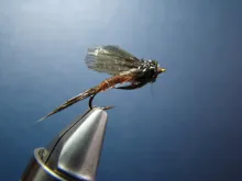 User submitted picture: Swimming May