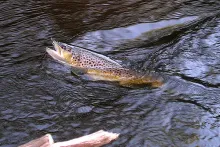 User submitted picture: This may be the last fish...