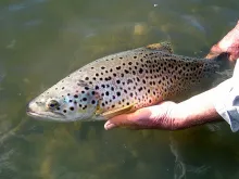 User submitted picture: Brown trout have very dis...