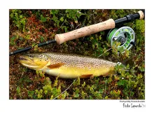 User submitted picture: one out of a million ... ...