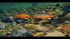 Video thumb for Huge Arctic char in Sauðlauksdalur!