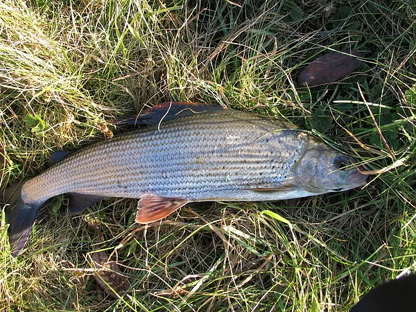 User submitted picture: This was a glorious day, ...