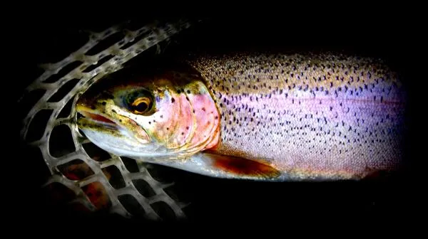User submitted picture: Fine Art Trout in net pic