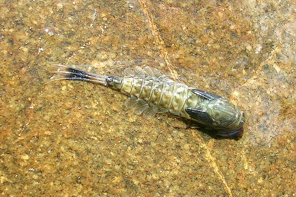 User submitted picture: This size #12 Mayfly Nymp...