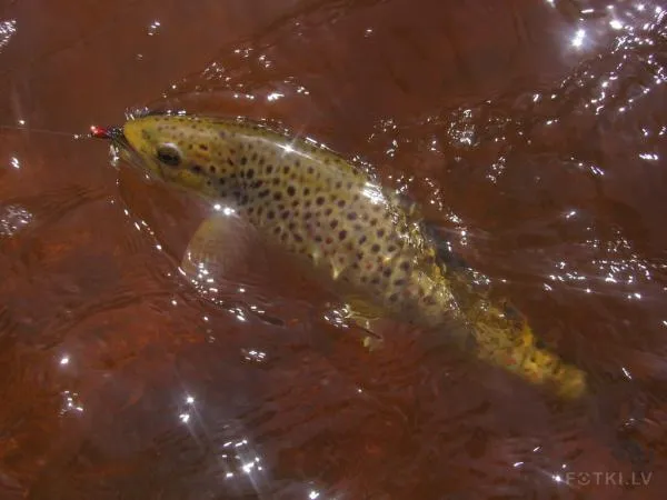User submitted picture: Brown trout of the Latvia...