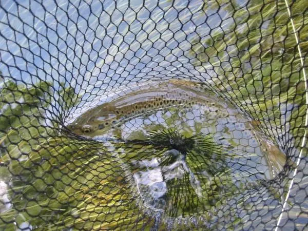 User submitted picture: Fish in net