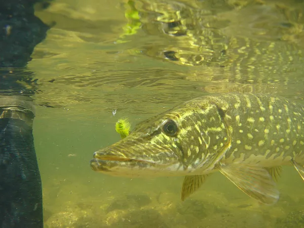 User submitted picture: Pike on streamer