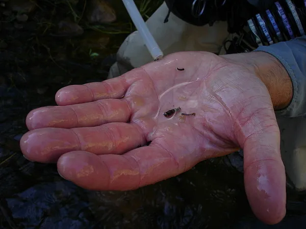 User submitted picture: Brown trout breakfast