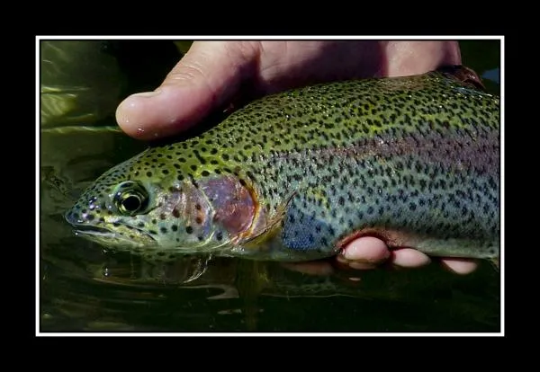 User submitted picture: Rainbow trout, Caleufu Ri...