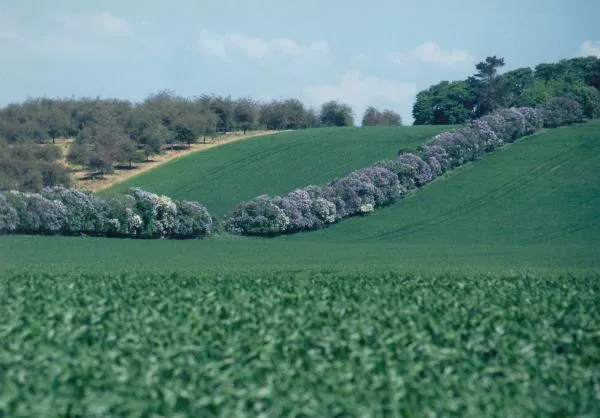 User submitted picture: denmark in spring