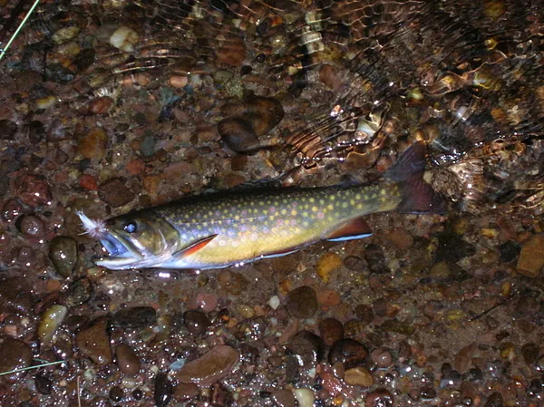User submitted picture: A Wild Brook Trout