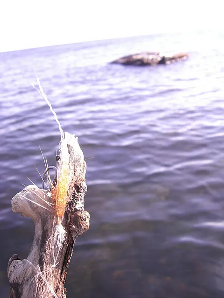 User submitted picture: Epoxy shrimp......