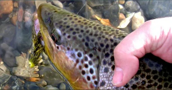 User submitted picture: GUIDE ANDAH AKAGHAR RELEA...