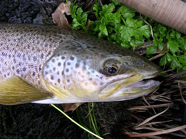 User submitted picture: Brown