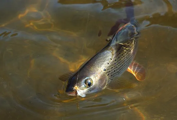 User submitted picture: grailing dry fishing