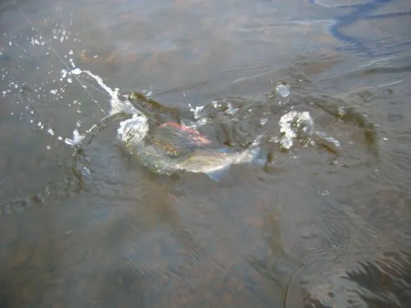 User submitted picture: A spirited River Eden Gra...