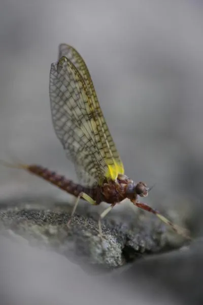 User submitted picture: Kakahi Queen