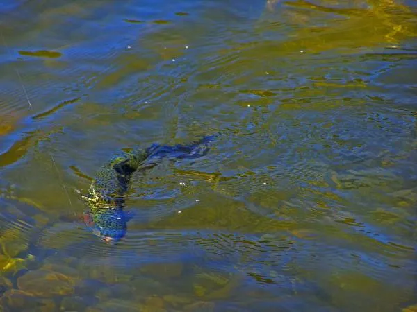 User submitted picture: Caleufu River,Patagonia A...