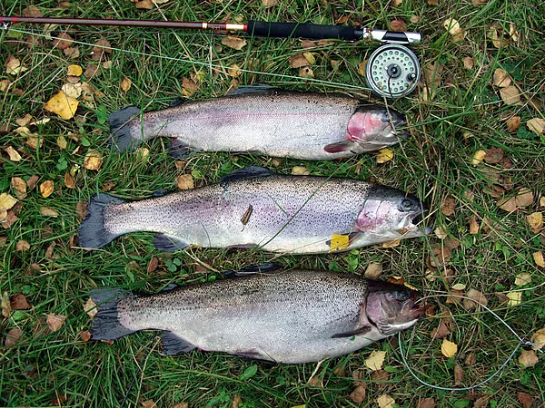 User submitted picture: My homemade 20 year old H...