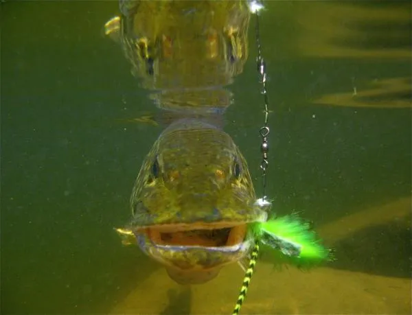 User submitted picture: Smile pike in lapland wit...