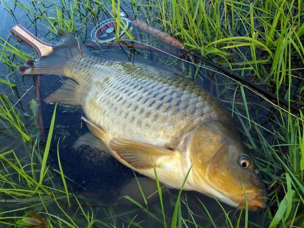 User submitted picture: Carp 